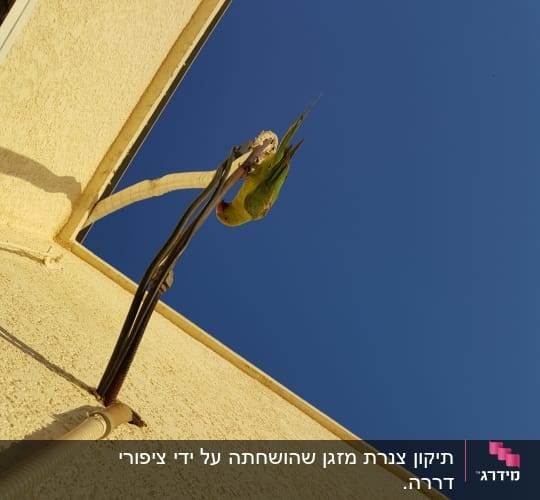 דררה ארורה מכרסמת להנאתה צינור מזגן